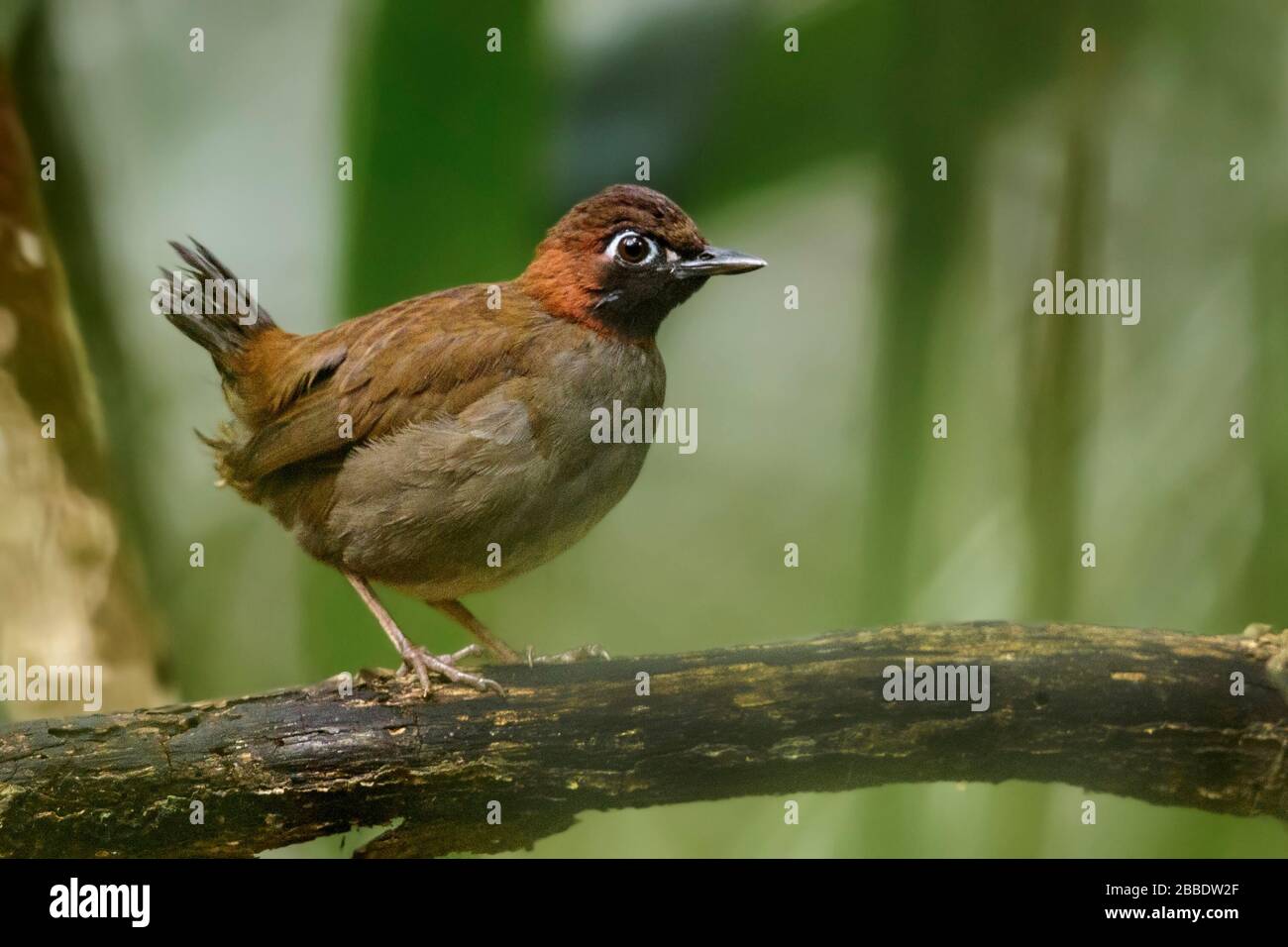 Mayan Antthrush (Formicarius analis moniliger) perché sur une branche au Guatemala en Amérique centrale. Banque D'Images
