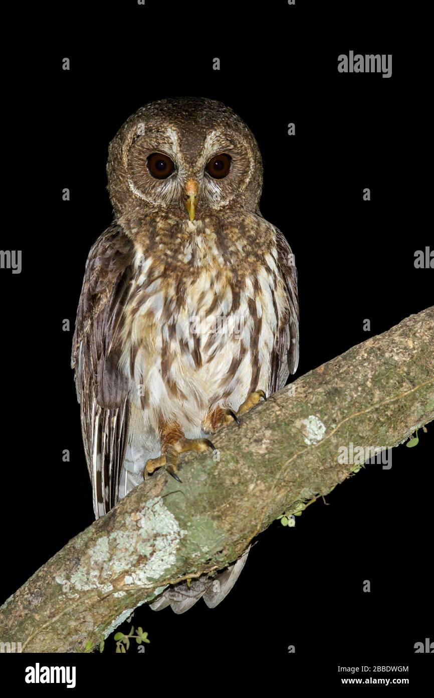 Chouette tachetée (Strix virgata) perchée sur une branche du Guatemala en Amérique centrale. Banque D'Images