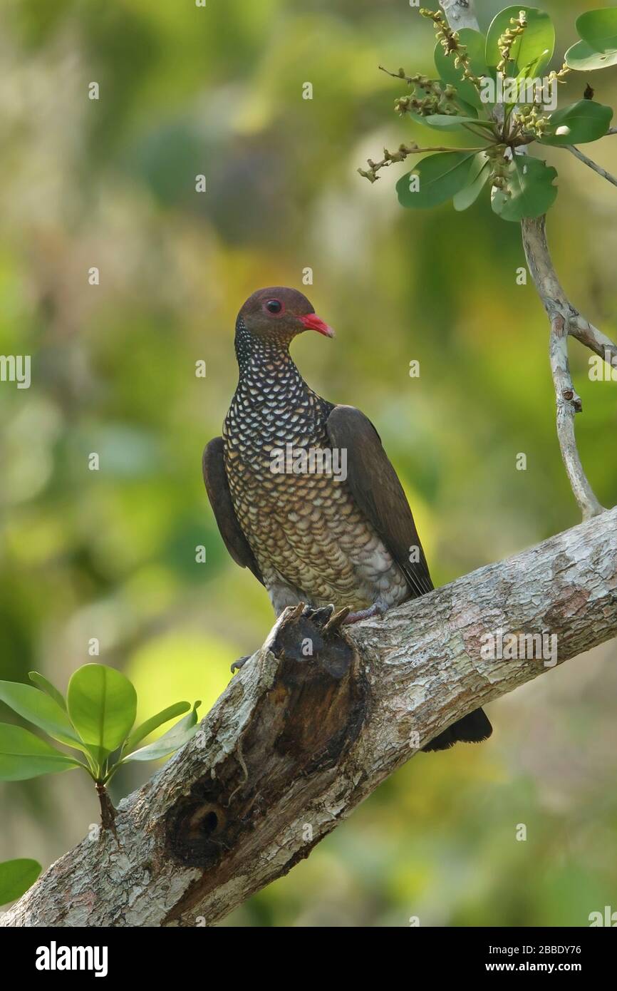 Pigeon à l'échelle (Patagioenas speciosa) perché sur une branche au Guatemala en Amérique centrale. Banque D'Images