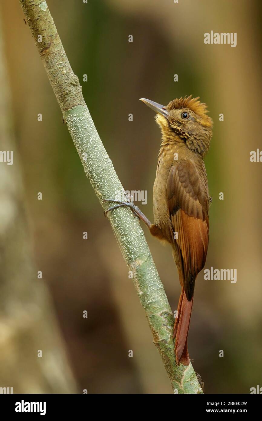 Woodrampantes à ailes de Tawny (Dendrocclinca anabatina) perchées sur une branche au Guatemala en Amérique centrale. Banque D'Images