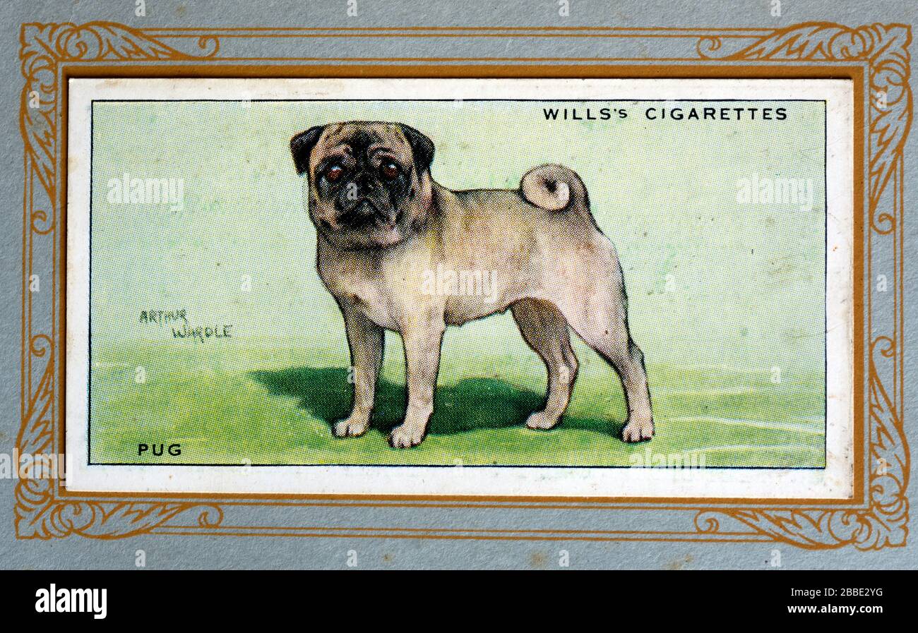 D.E. & H.O. Carte à cigarettes Wills, Pug Banque D'Images