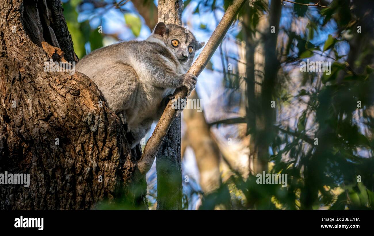 Animal de la forêt sèche de Kirindy, Madagascar Banque D'Images