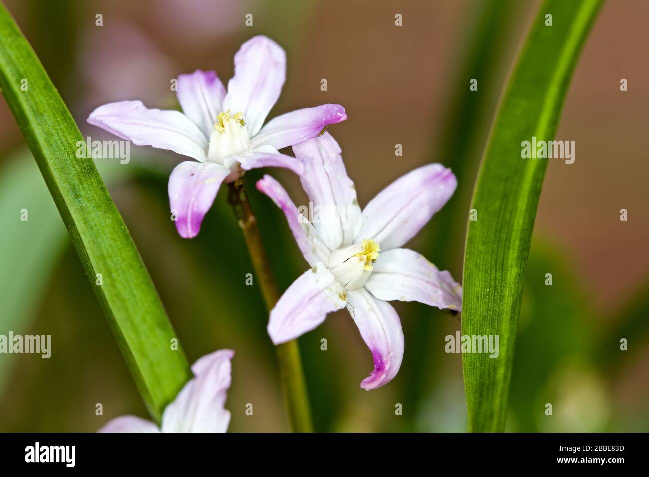 Chionoxa Forbesii «Géant rose» gloire de la neige Banque D'Images