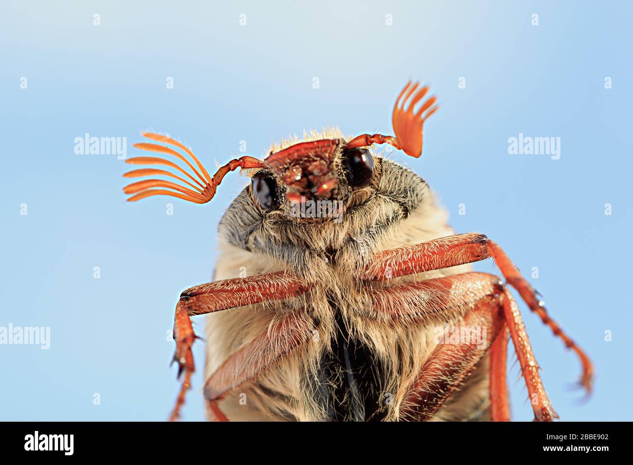 Cockchafer sur le fond du ciel Banque D'Images