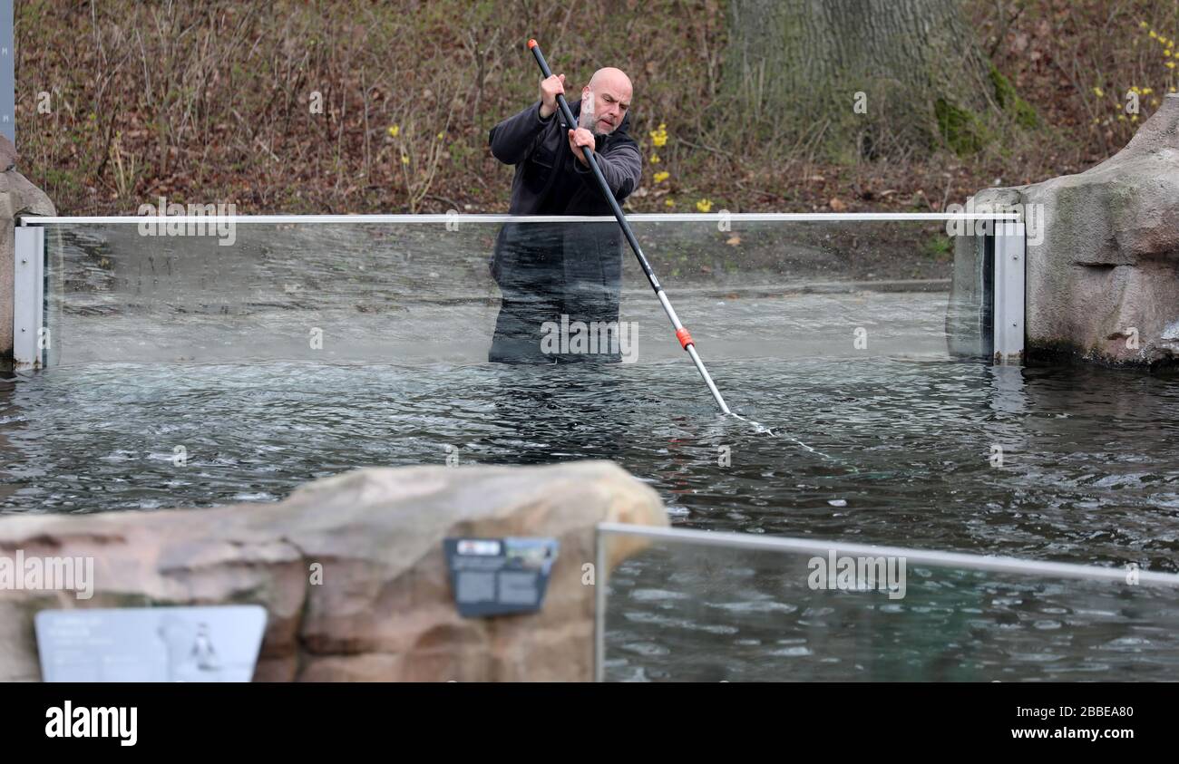 Rostock, Allemagne. 31 mars 2020. L'enceinte des pingouins du polarium est nettoyée. Le zoo s'est préparé pour la fermeture jusqu'au 20.04.2020, après qu'il sera fermé. L'Association des Jardins zoologiques a contacté le chancelier avec une demande urgente de programme d'aide d'urgence de 100 millions d'euros. Crédit: Bernd Wüstneck/dpa-Zentralbild/dpa/Alay Live News Banque D'Images