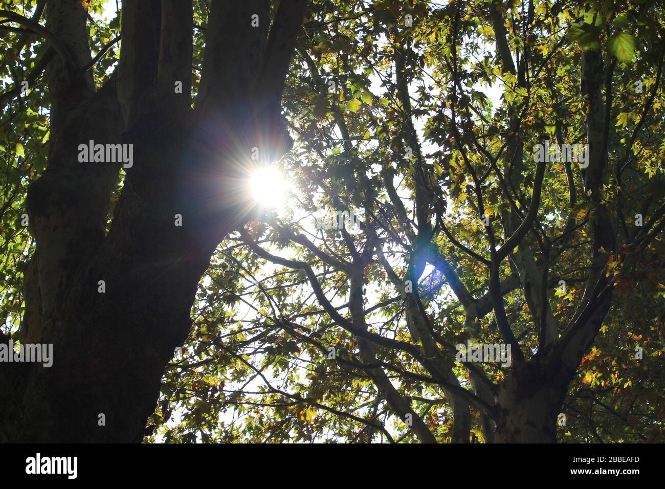 Une photo d'une lumière du soleil qui traverse les branches des sycomores avec des feuilles de couleur vive. Magnifique ambiance estivale. Banque D'Images