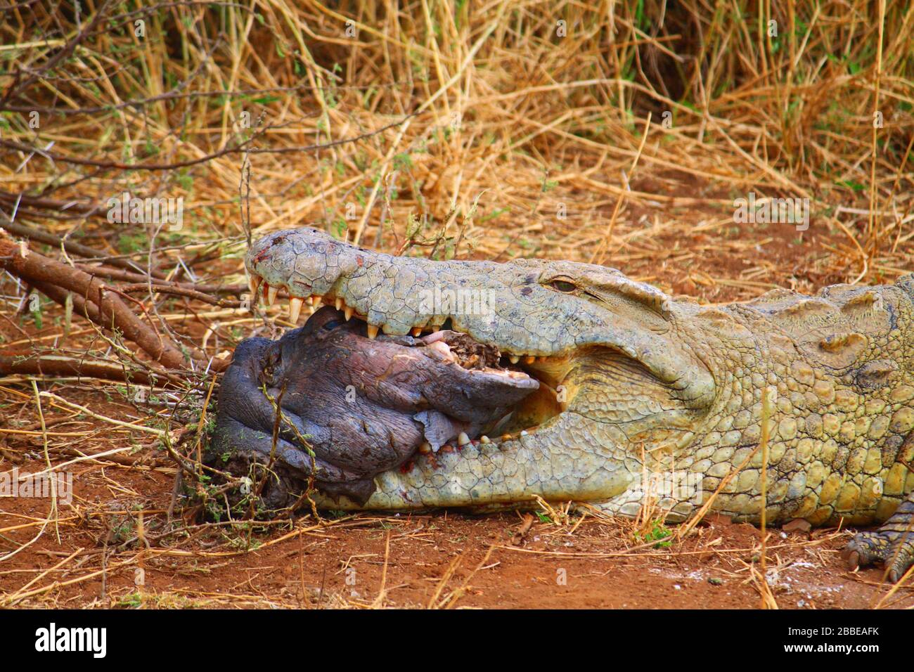 Animaux d'Afrique - Hippohead de la consommation de crocodile Banque D'Images