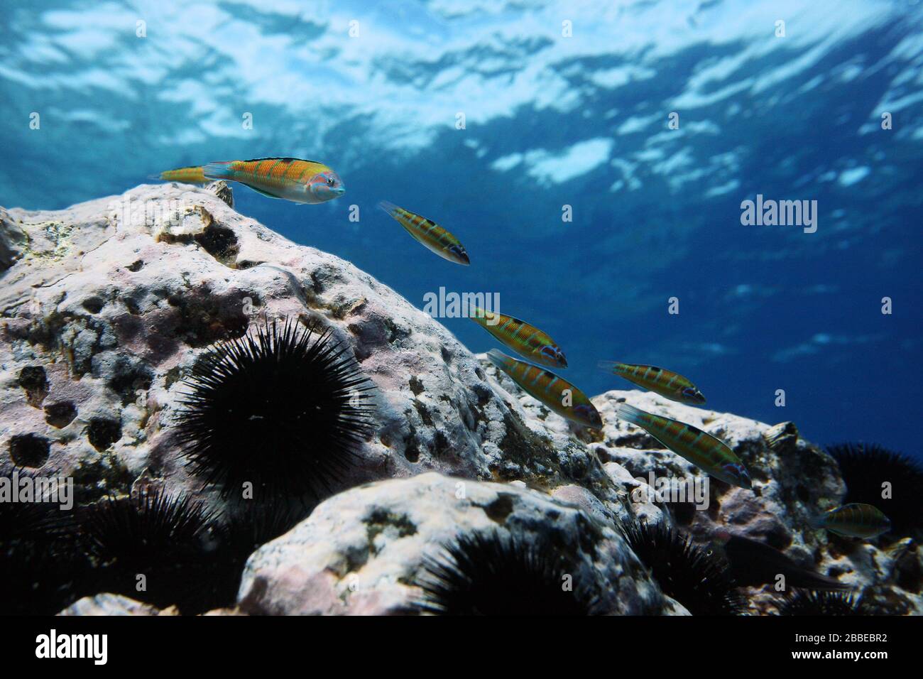 Une wrasse aux ornements étonnés. Île Flores, Açores. Banque D'Images