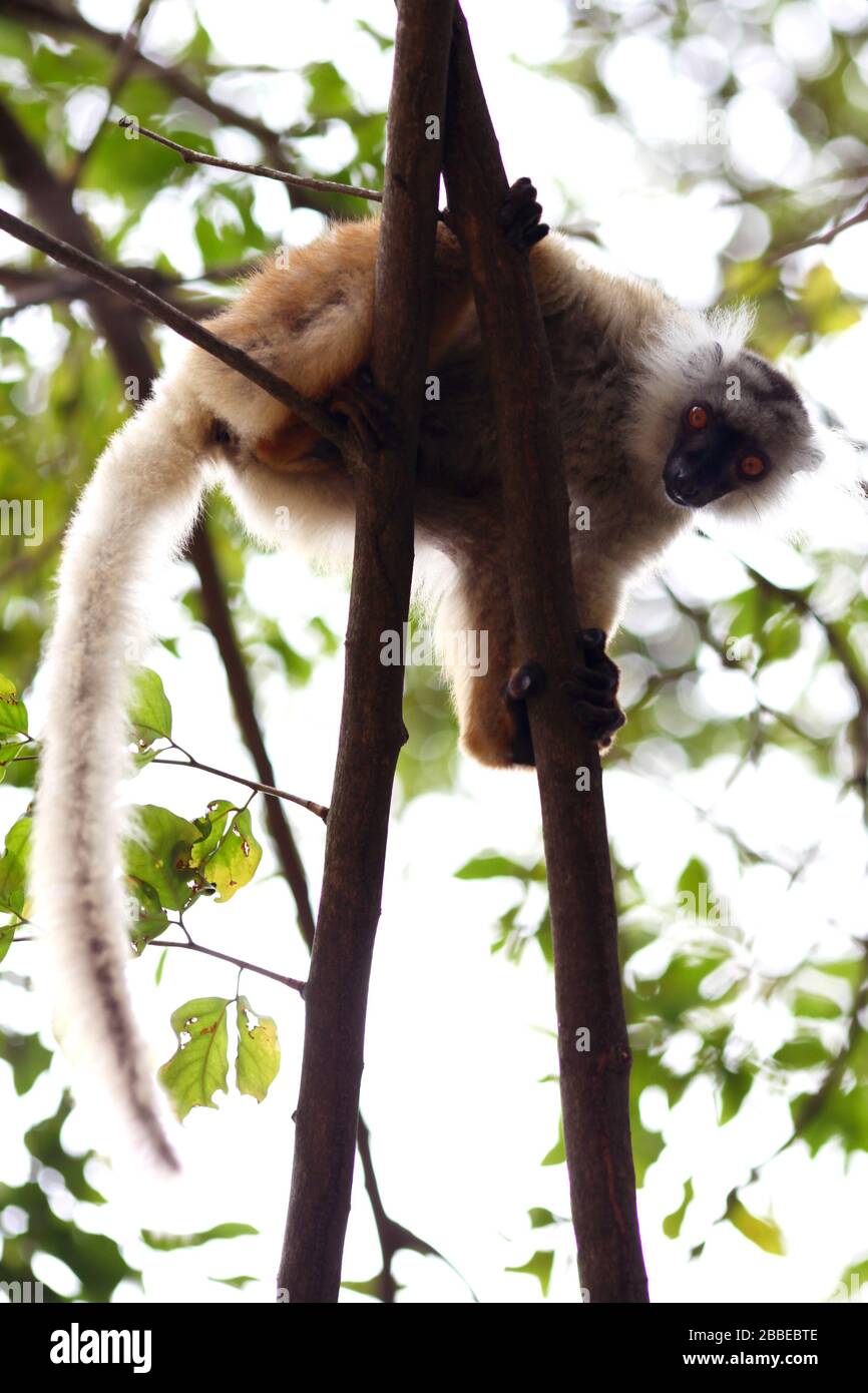 Un lémurien noir femelle (Eulemur macaco, Lemuridae) scanne la tenue humaine d'une banane. Ankify, Madagascar. Banque D'Images