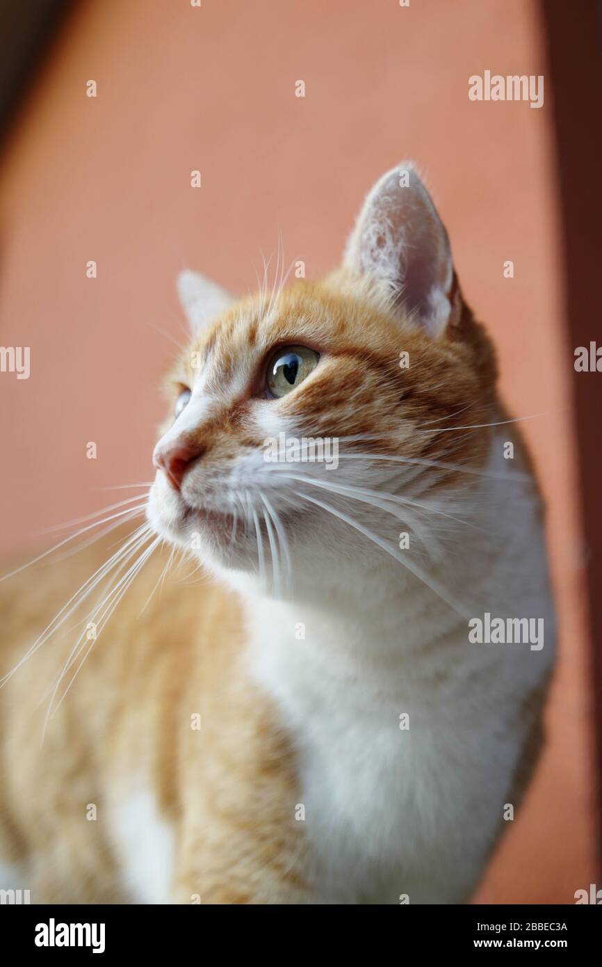 Un chat au gingembre attentif regarde à l'extérieur Banque D'Images