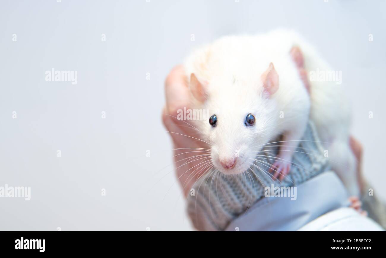 un rat blanc de laboratoire aux mains des soignants Banque D'Images