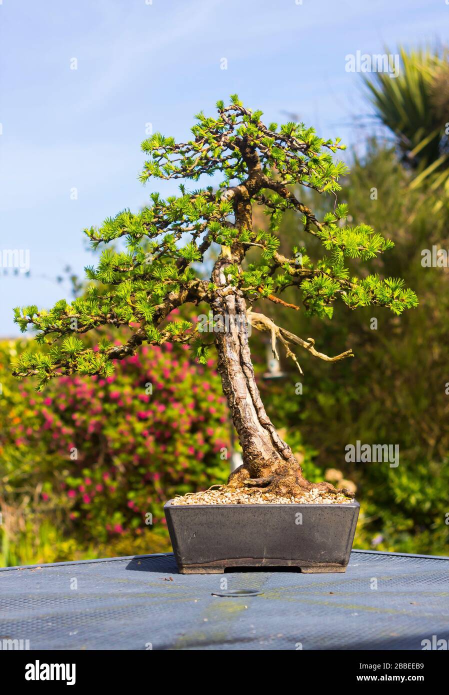 Spécimen décontracté debout Larch bonsai exposé dans un jardin de passionnés à Bangor en Irlande du Nord Banque D'Images