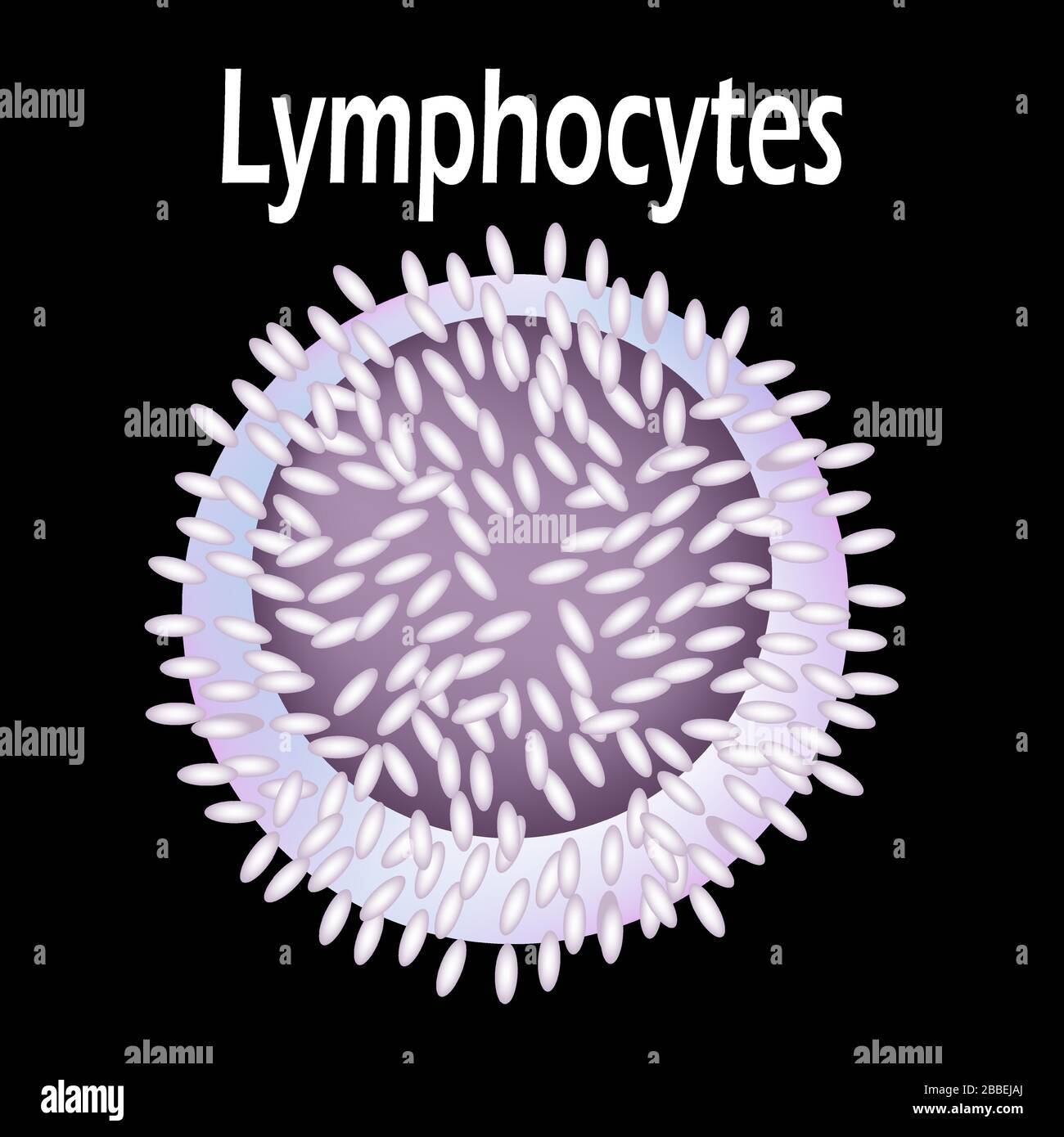 La structure du lymphocyte. Lymphocytes cellules sanguines. Immunité