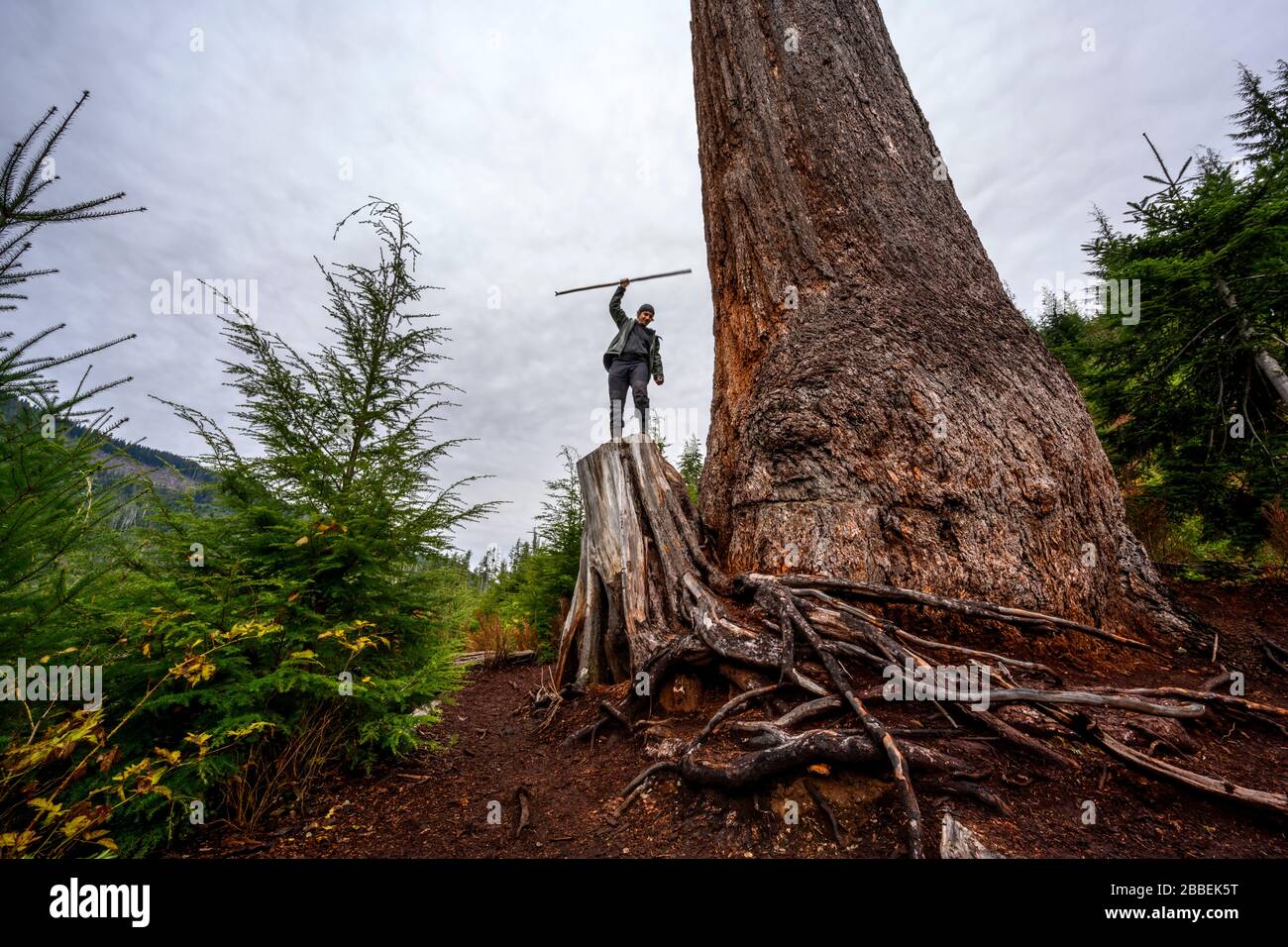 Big Lonely Doug, sapin Douglas, Pseudotsuga menziesii, près de Port Renfrew, île de Vancouver, C.-B., Canada Banque D'Images