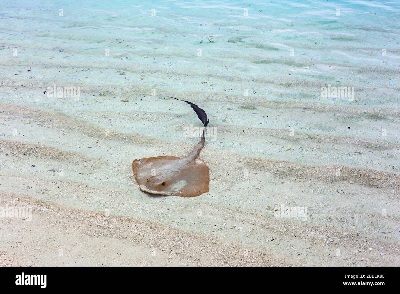 Stingray dans l'eau claire peu profonde de bleu lagon paradis plage sable blanc Banque D'Images