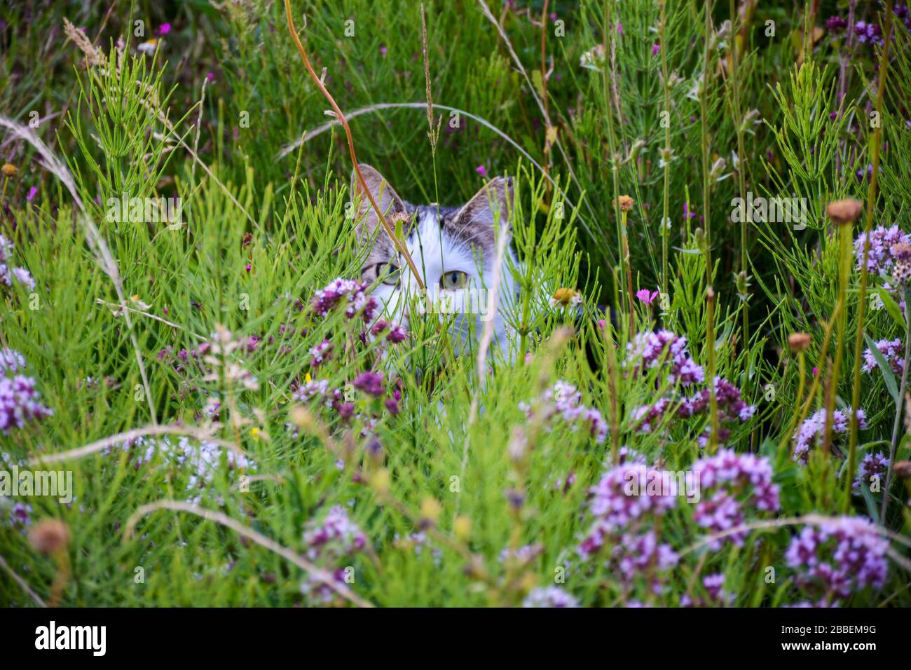 Cat lors d'un voyage de découverte dans un pré de fleurs un jour d'été. Cat se cache dans l'herbe et regarde la caméra. Banque D'Images