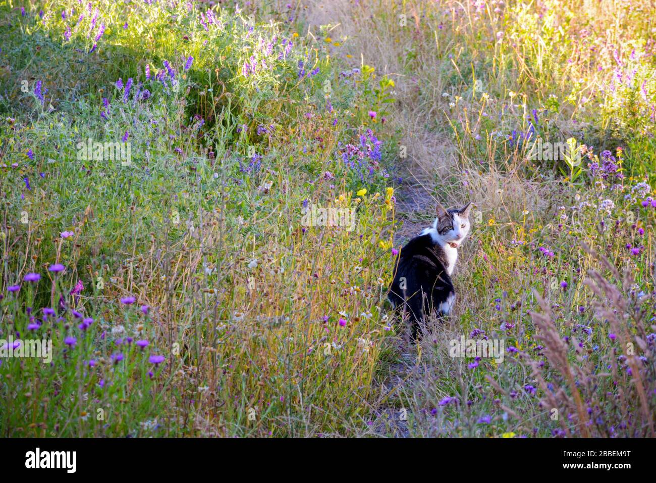 Cat avec col lors d'un voyage de découverte dans un pré de fleurs, un jour d'été. Cat regardant la caméra. Banque D'Images