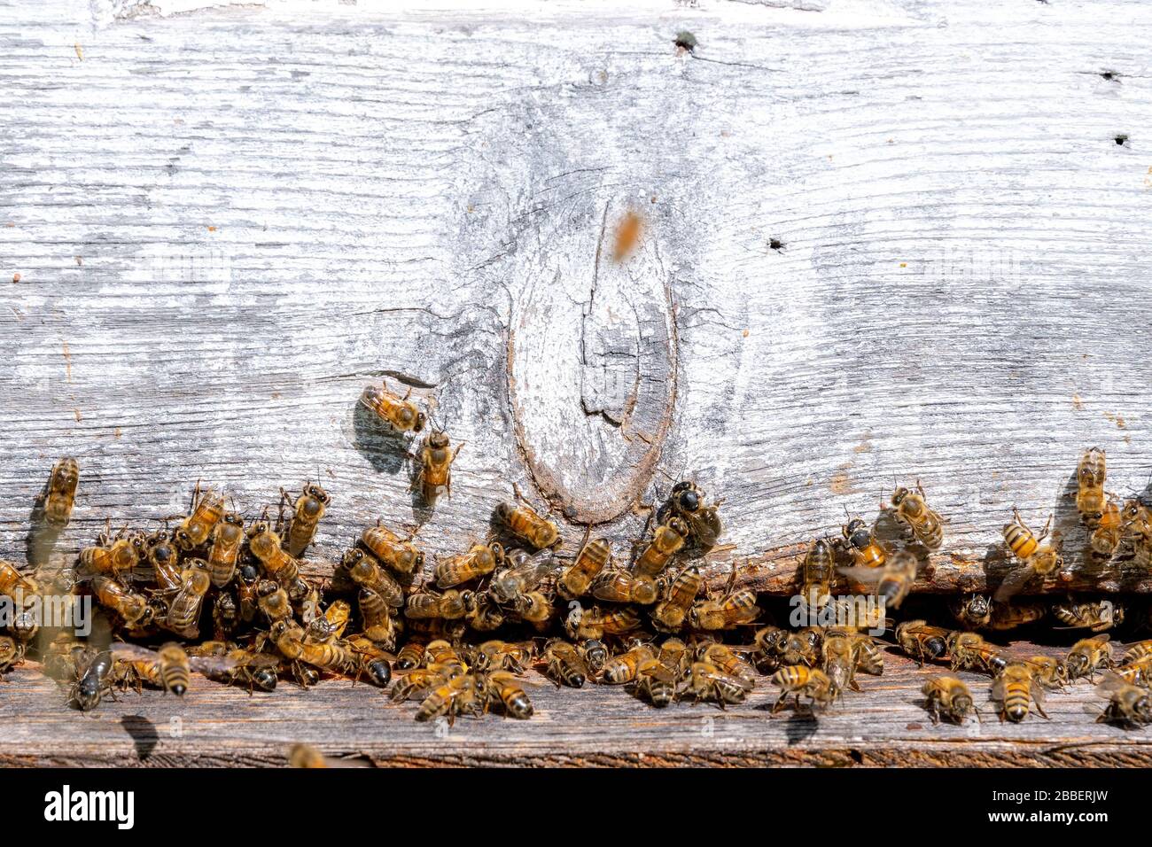 Abeilles entrant et laissant une ruche en bois au fond. Beaucoup d'abeilles sont visibles. Vue rapprochée, beaucoup de place pour le texte ci-dessus. Banque D'Images