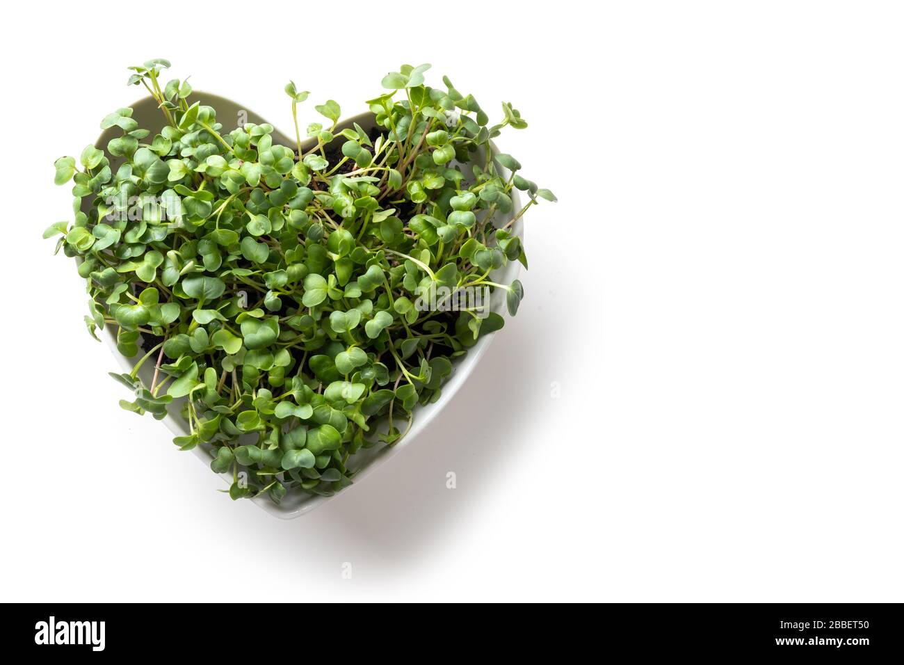 Graines de radis spotées microgreens en forme de boîte coeur. Germination des graines à la maison. Vue de dessus. Espace pour le texte. Concept Vegan et saine alimentation. GR Banque D'Images