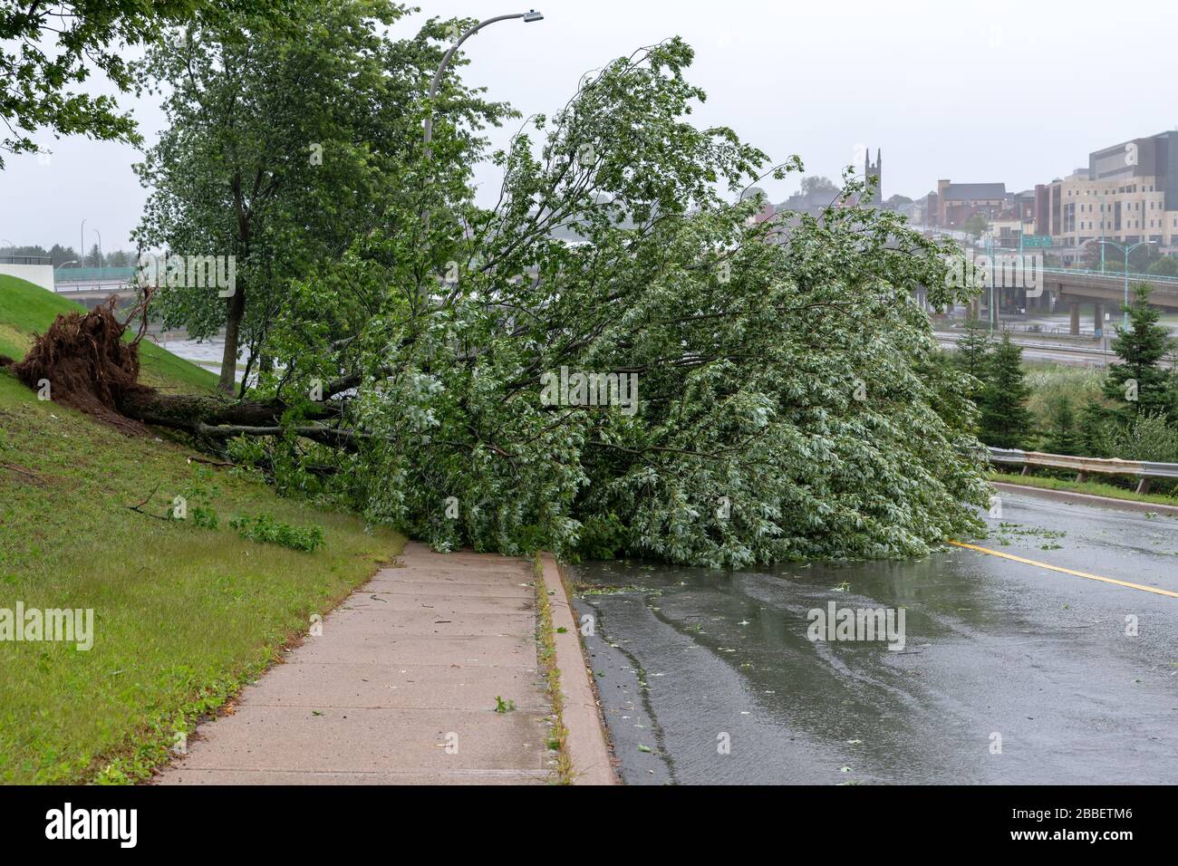 Un grand arbre est tombé sur une route. La route est partiellement bloquée. L'arbre est tombé en raison de vents violents pendant l'ouragan Dorian. Ciel couvert. Banque D'Images