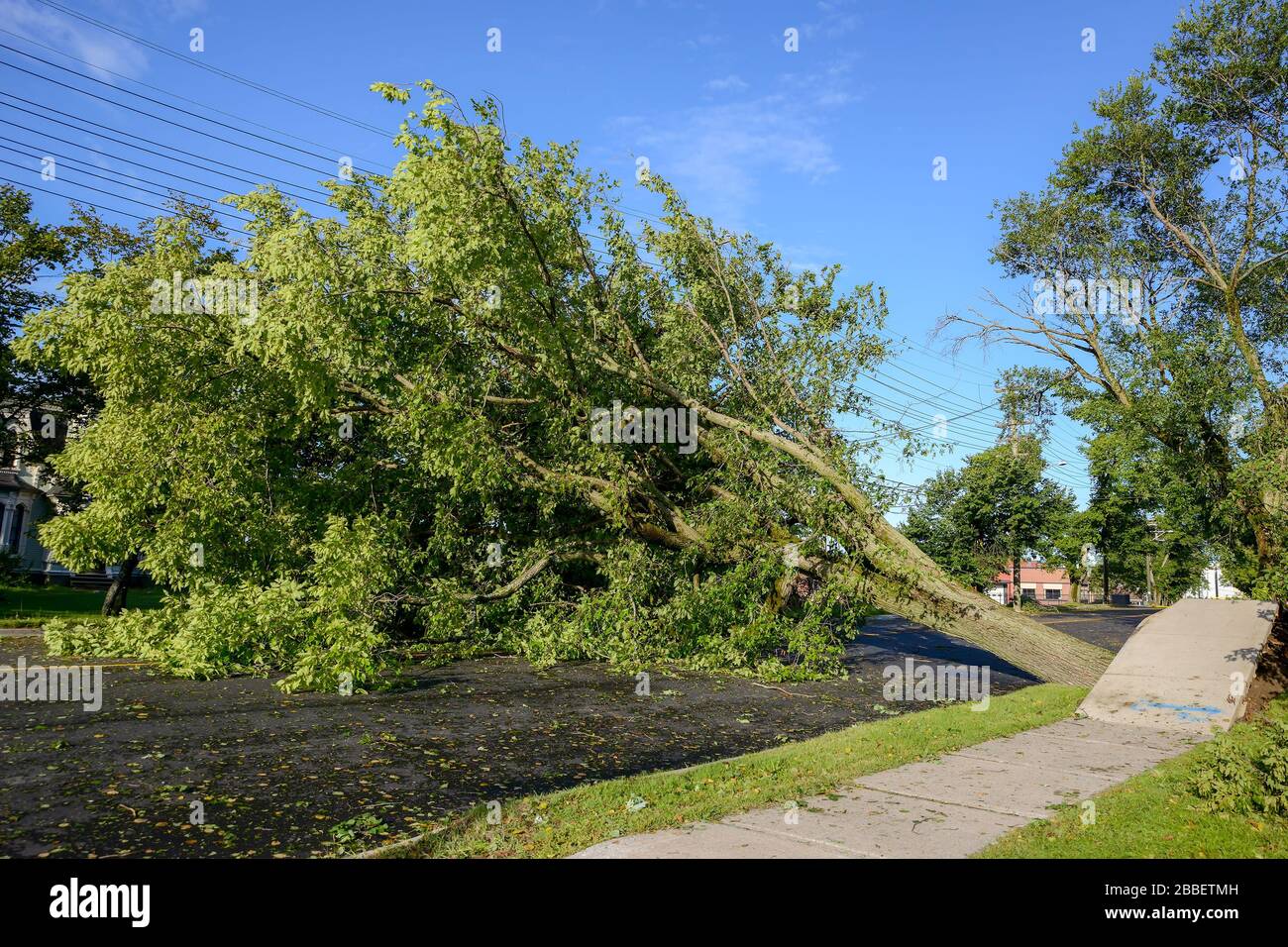 Un grand arbre est tombé sur une route. La route est complètement bloquée. L'arbre est tombé en raison de vents violents pendant l'ouragan Dorian. Ciel bleu. Banque D'Images