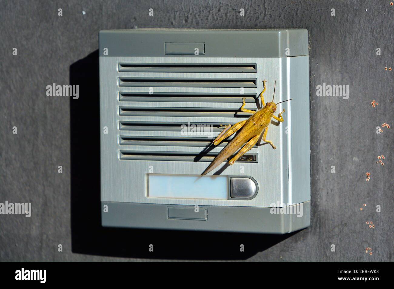 Vue rapprochée du sauterelle géant ayant un appel sur l'interphone Banque D'Images