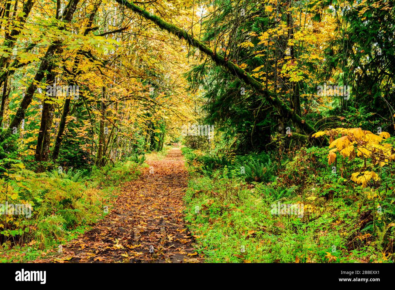 La route de la vallée Cowichan, près du ruisseau Holt Trestle, à Glenora, en Colombie-Britannique. Banque D'Images