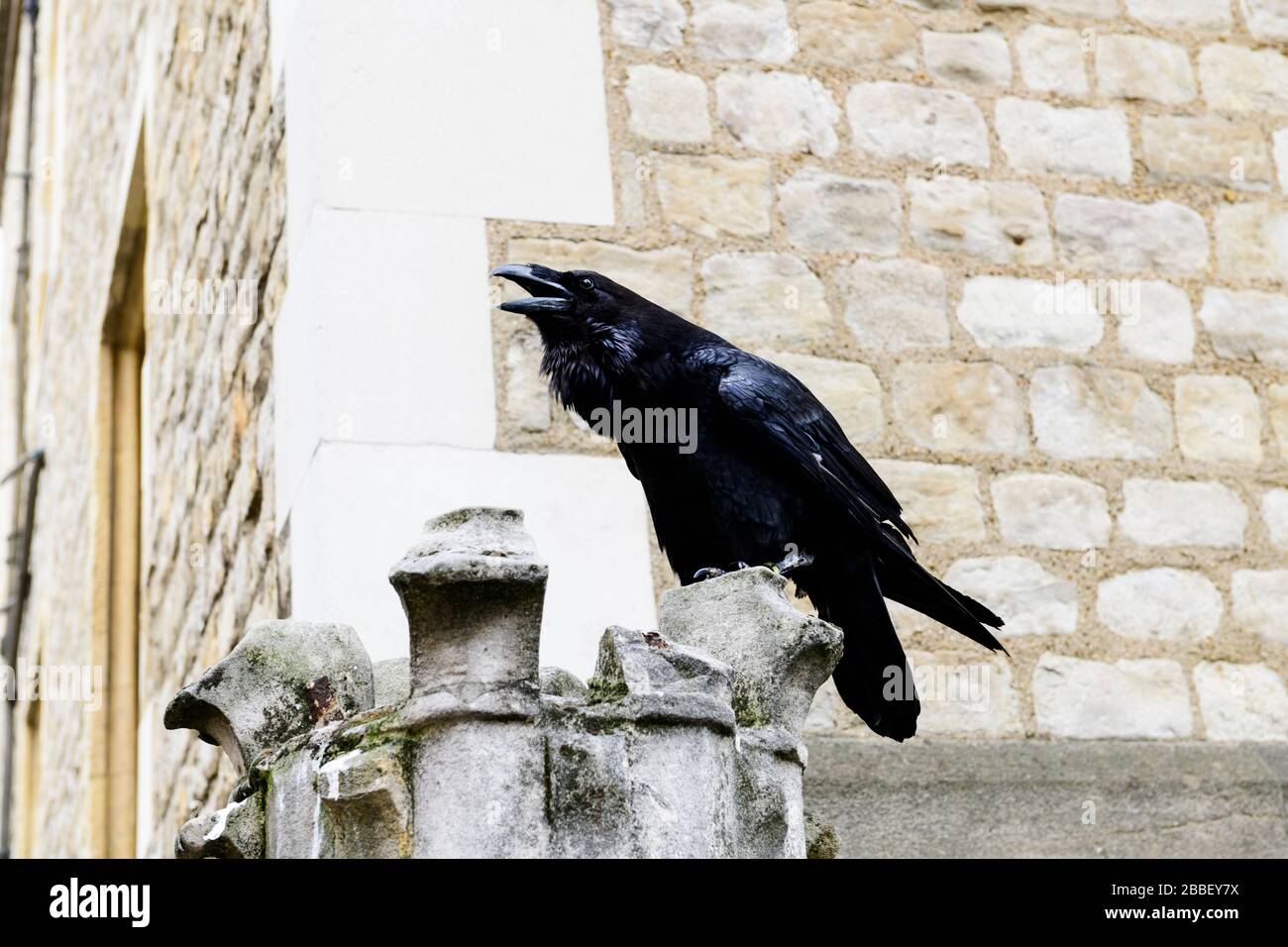 Un Corbeau Noir A L Interieur De La Tour De Londres A Londres En Angleterre Photo Stock Alamy Un Corbeau Noir A L Interieur De La Tour De Londres A Londres En Angleterre Photo Stock Alamy
