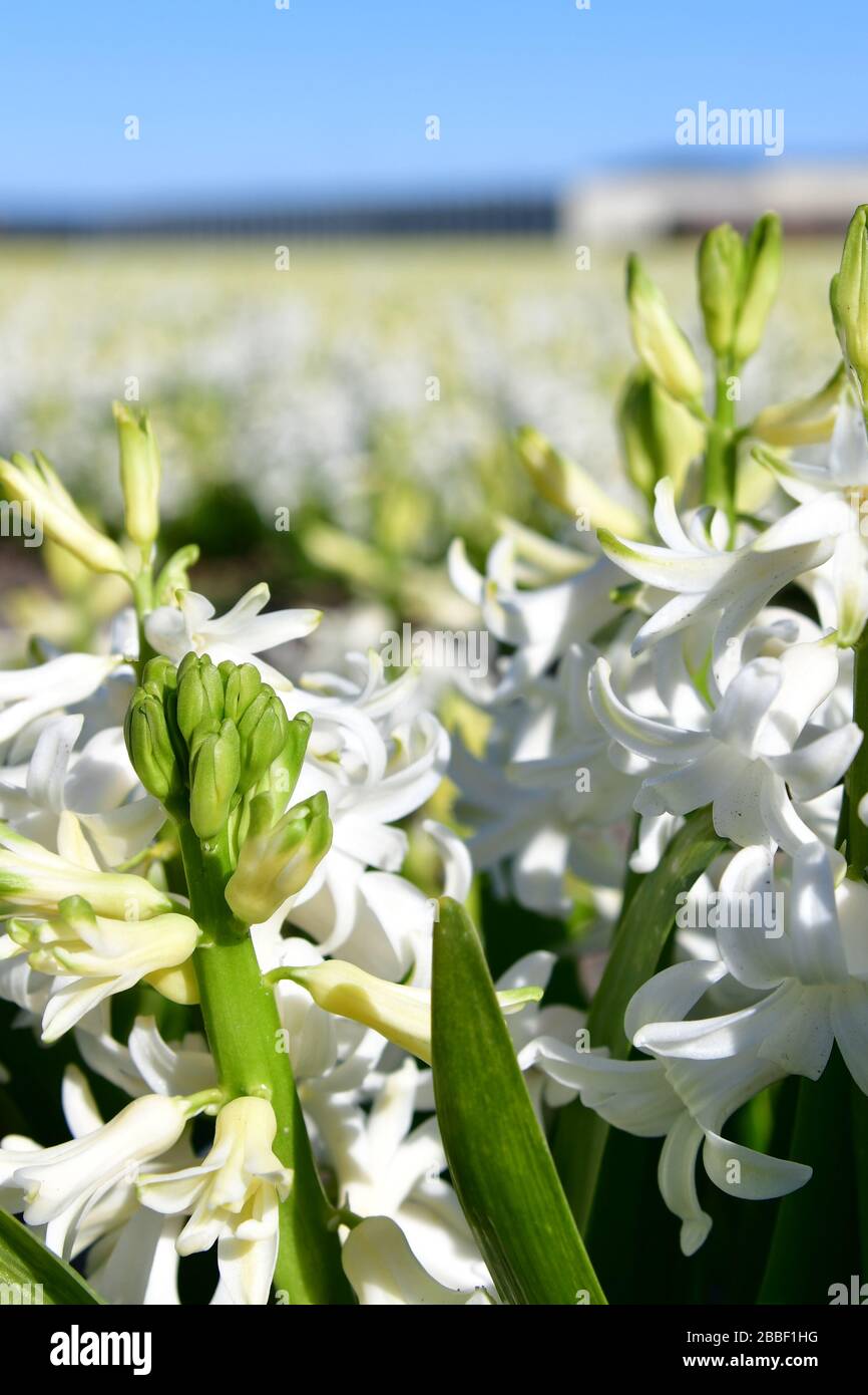 Champs de fleurs de jacinthe dans le célèbre lisse Banque de photographies  et d'images à haute résolution - Alamy