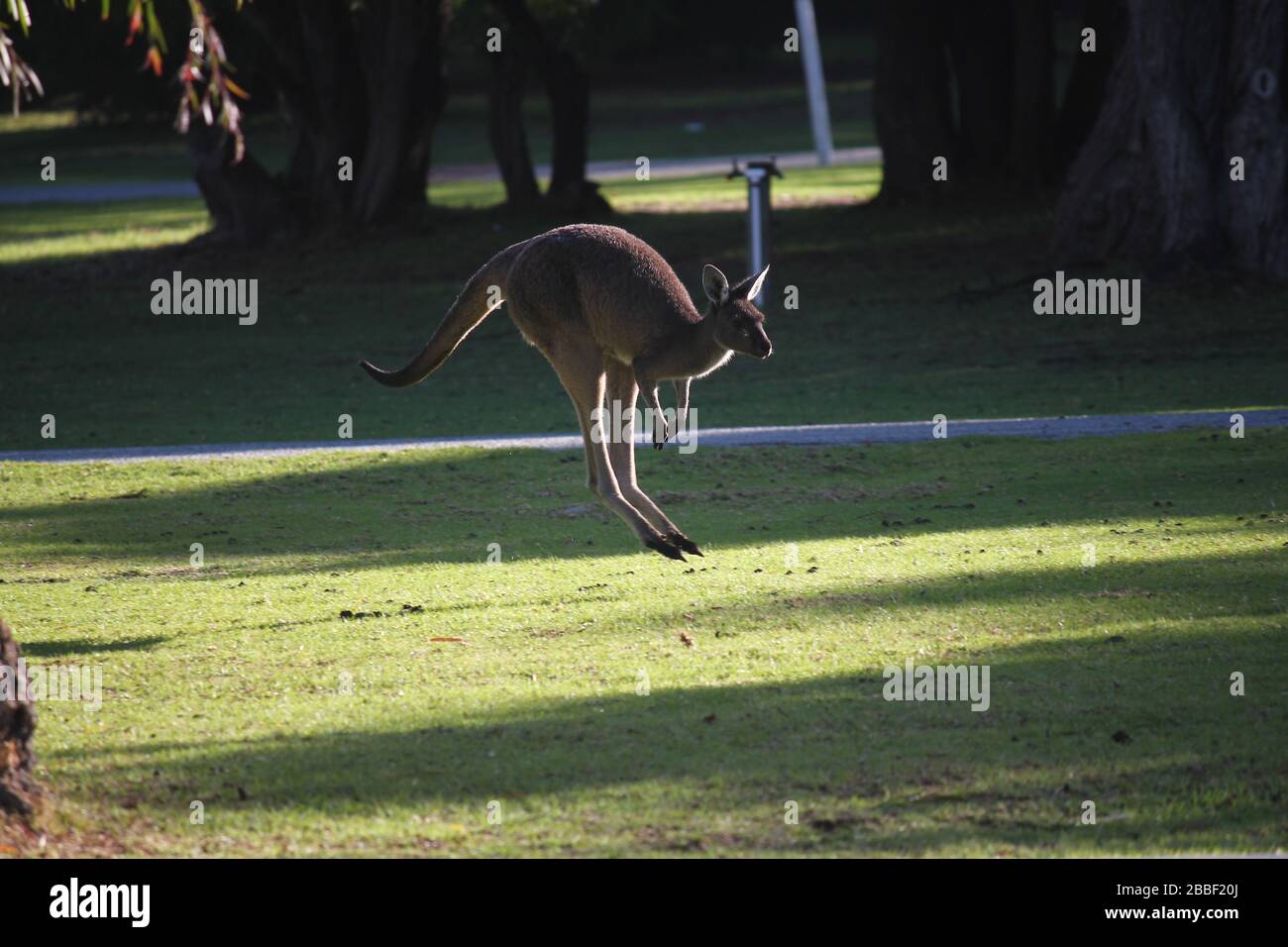 Kangourous sauvages en vol au Danemark, Australie occidentale Banque D'Images