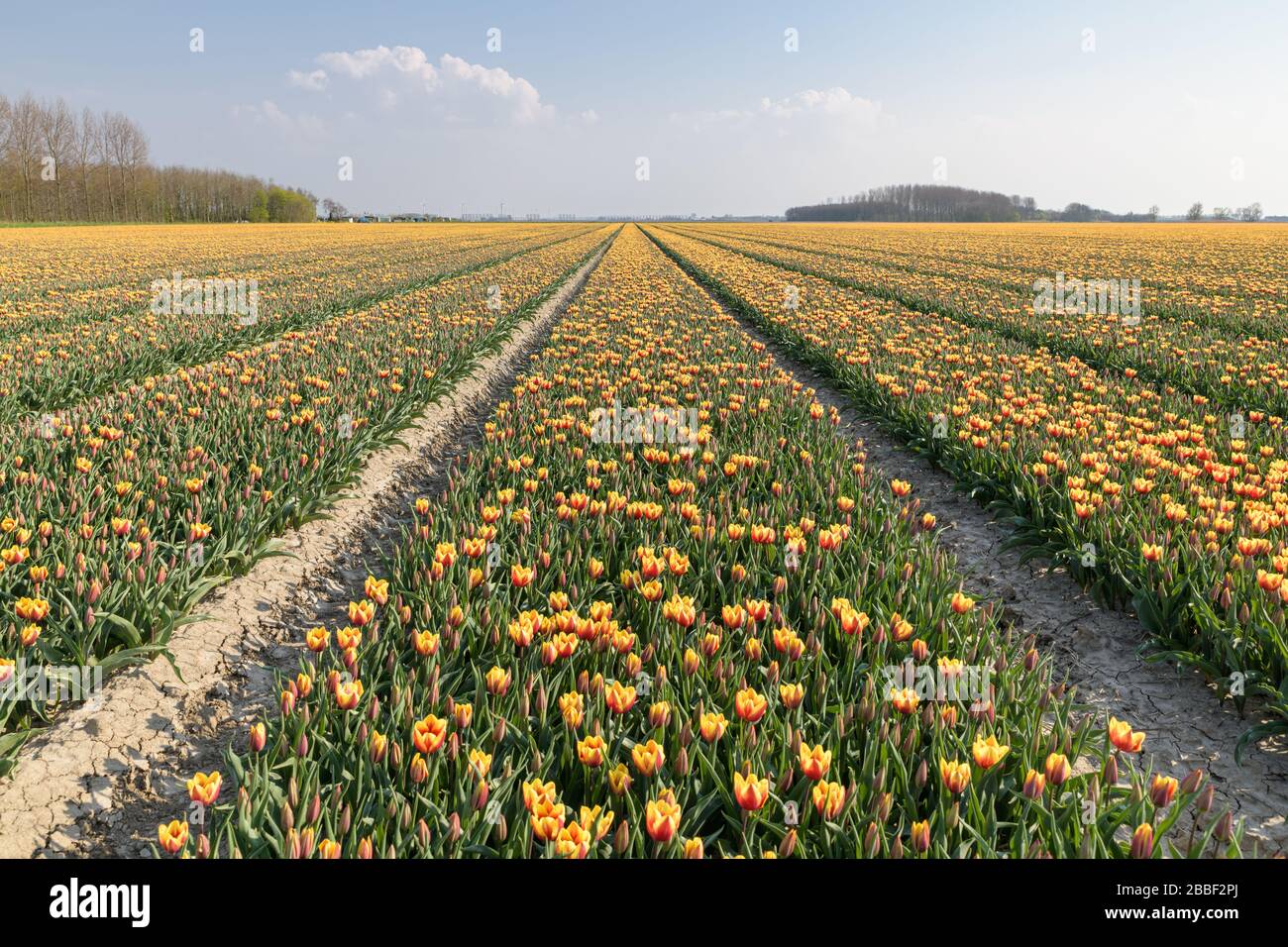 Boule Rouge Au Pays Des Tulipes Tulipes célèbres en hollande Banque de photographies et d'images à haute  résolution - Alamy