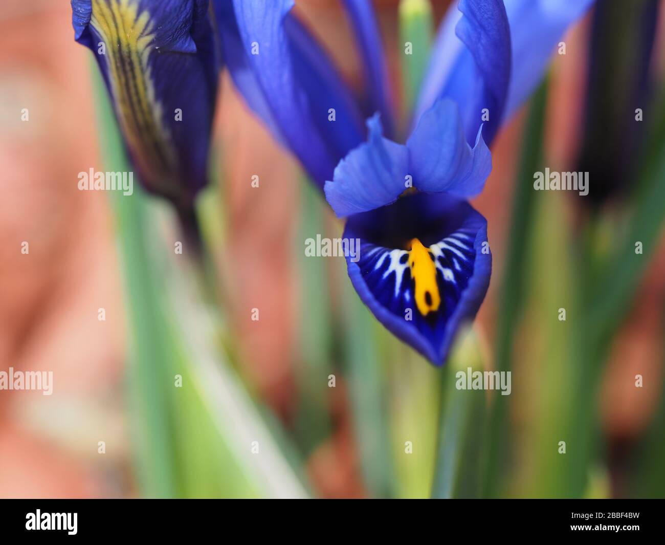 Iris miniature de Sibérie précoce Banque D'Images