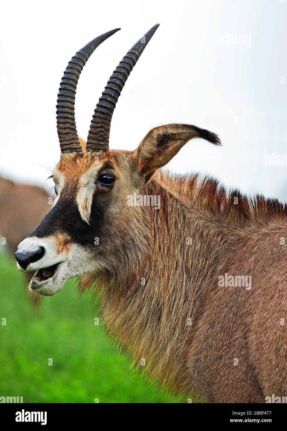 Roan Antelope Portrait dans le sanctuaire de la faune de Militane, Eswatini (Swaziland) Banque D'Images