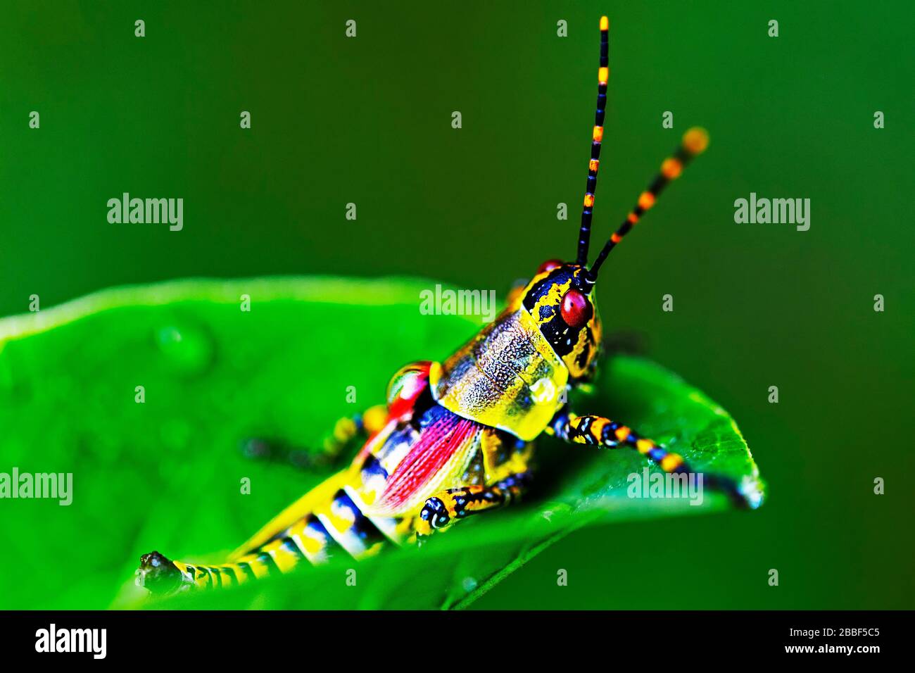Élégant Grasshopper au sanctuaire de la faune de Militane, Eswatini (Swaziland) Banque D'Images