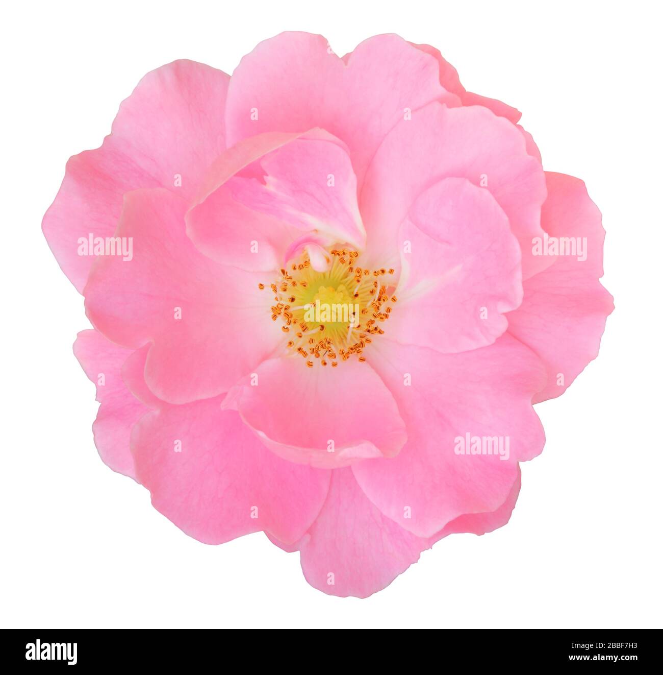 Rose (Rosaceae) isolée sur fond blanc, y compris le chemin d'écrêtage. Allemagne Banque D'Images