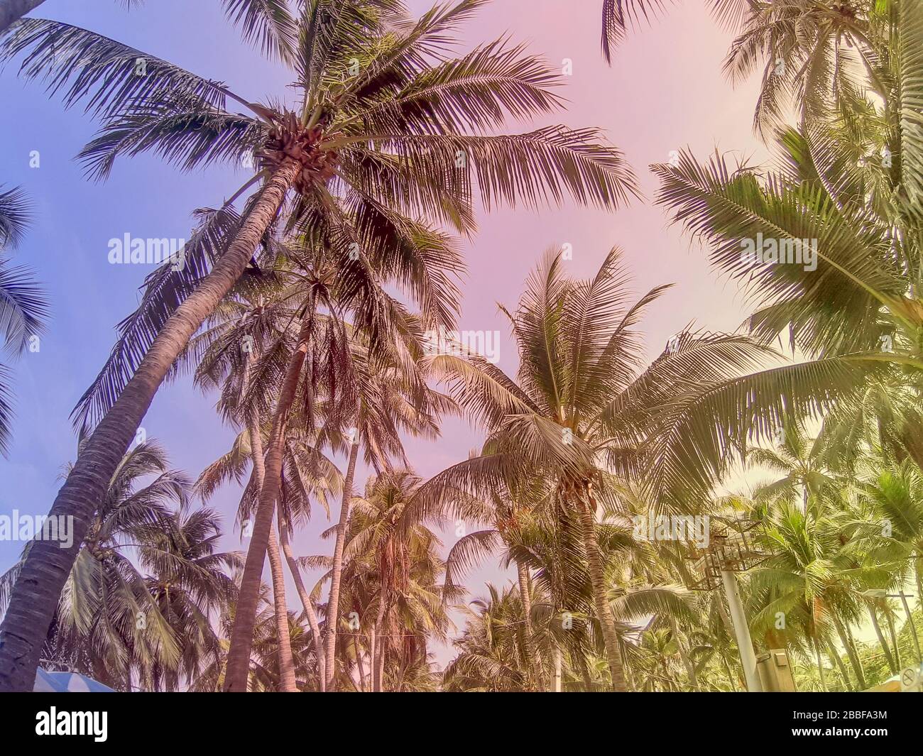 Vue panoramique sur les palmiers à noix de coco, magnifiques palmiers à noix de coco sur la plage de Bangsaen, Thaïlande Banque D'Images