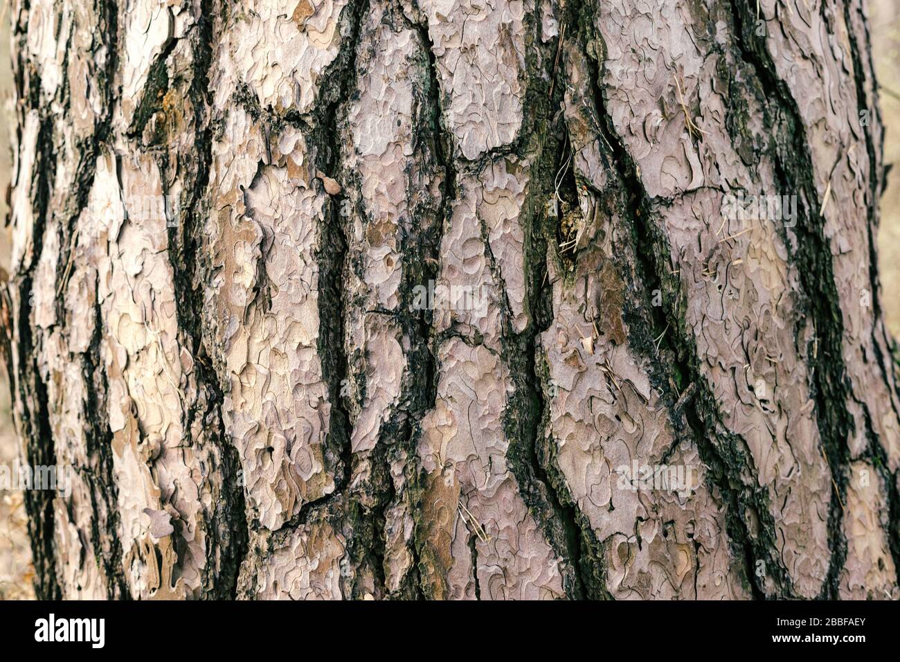 Fond photo détaillé d'une écorce d'arbre Banque D'Images