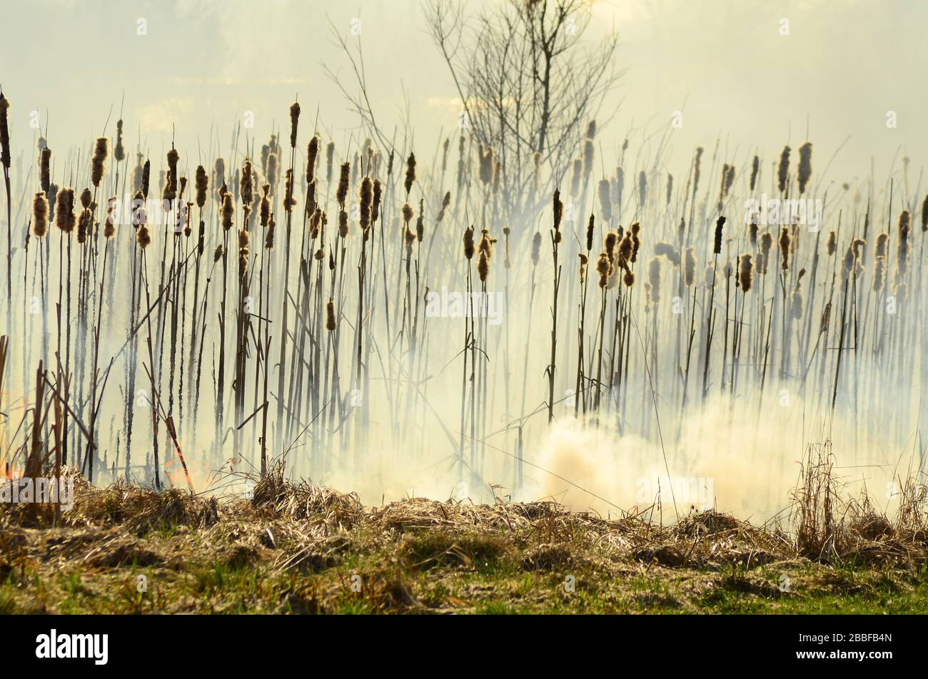 brûler l'herbe Banque D'Images