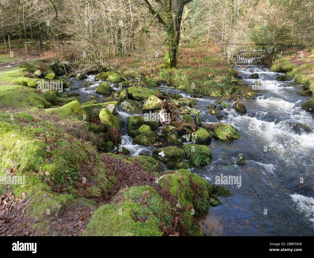 Dartmoor National Park Devon UK près du réservoir de Burrateur les moutons morts se sont noyés dans les inondations Banque D'Images