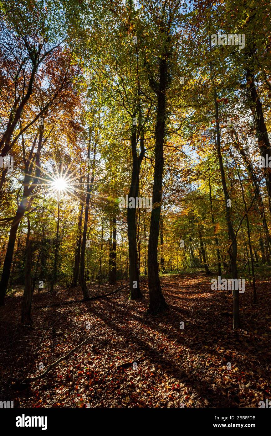 Silhouette d'automne hêtre arbres en bois Buckholt, Arles, France Banque D'Images