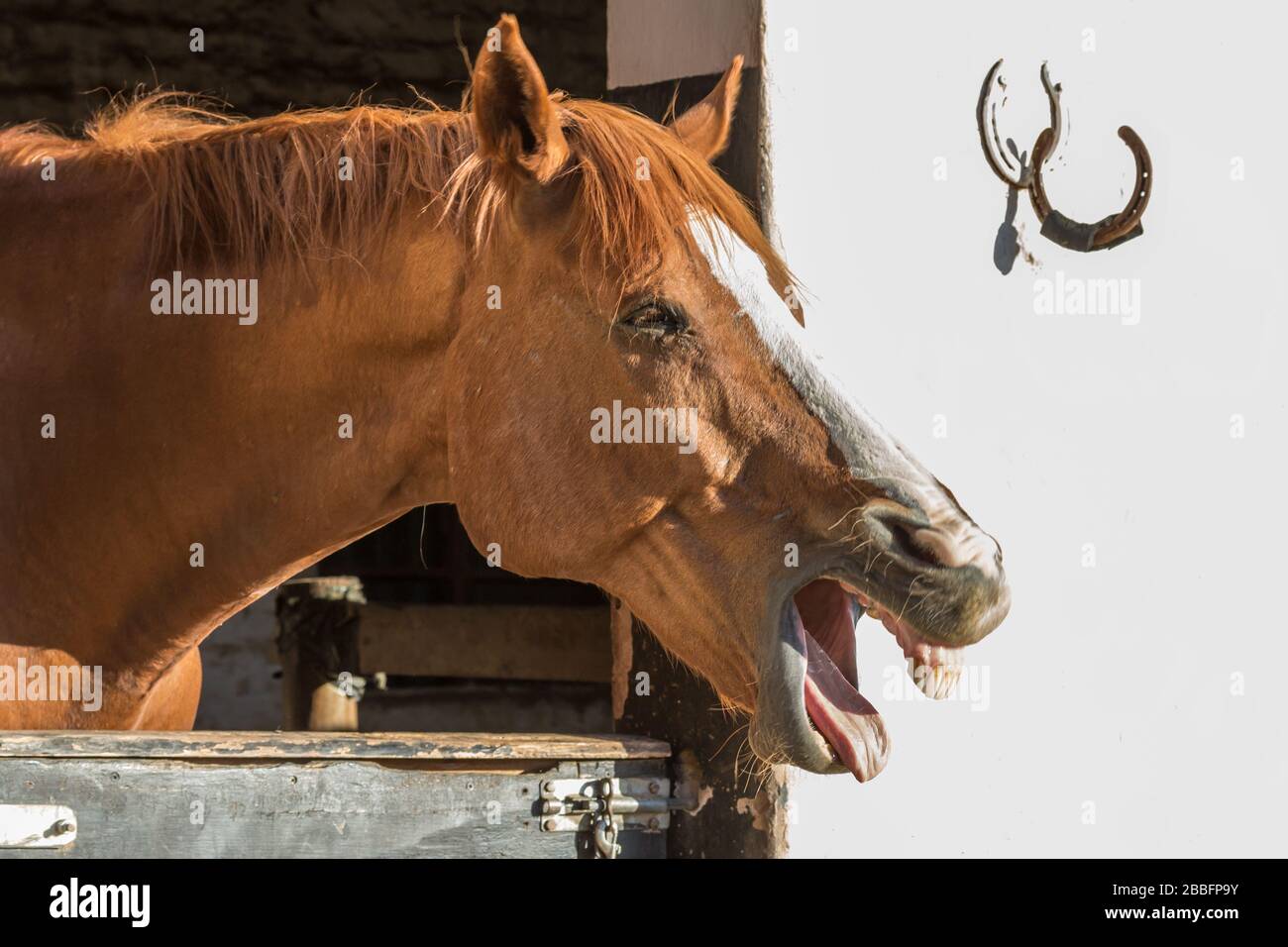 Heureux cheval brun souriant le matin dans son étalage - saluant le photographe Banque D'Images