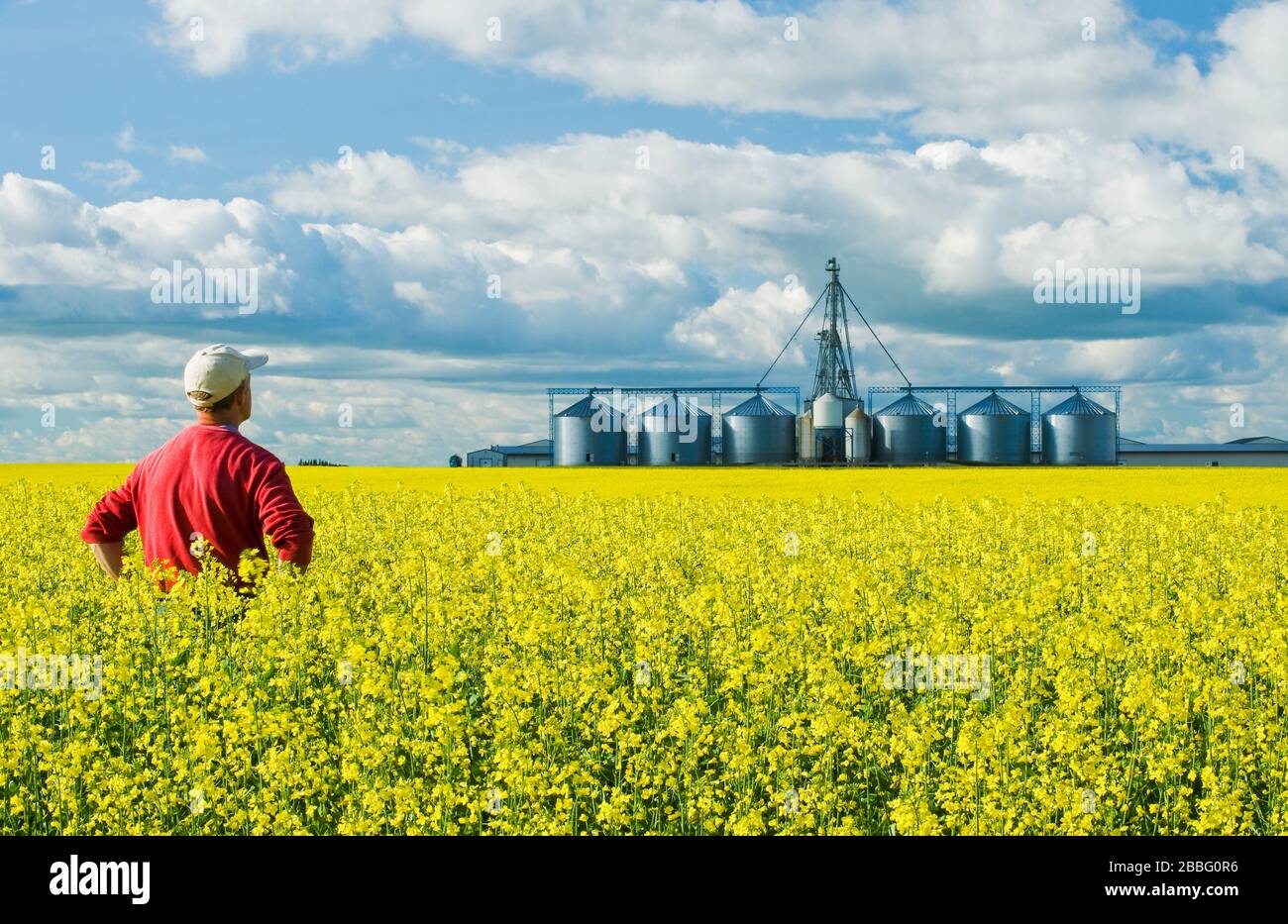 Agriculteur d'un canola à stade de floraison doté d'une structure de manutention du grain, y compris des bacs de stockage (silos), en arrière-plan, près de Somerset, au Manitoba, au Canada Banque D'Images