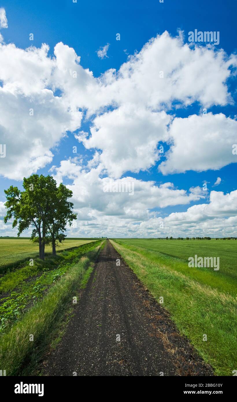 Arrière-route, avec arbres en bois de coton et champs de blé de printemps sur le côté, près de Roland, Manitoba, Canada Banque D'Images