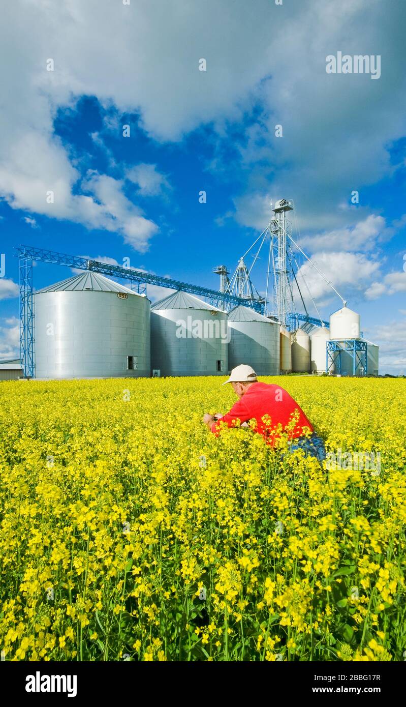 Un agriculteur fait une arnaque de canola à l'étape de la floraison avec une structure de manutention du grain, y compris des bacs de stockage (silos) à l'arrière-plan, près de Somerset, au Manitoba, au Canada Banque D'Images