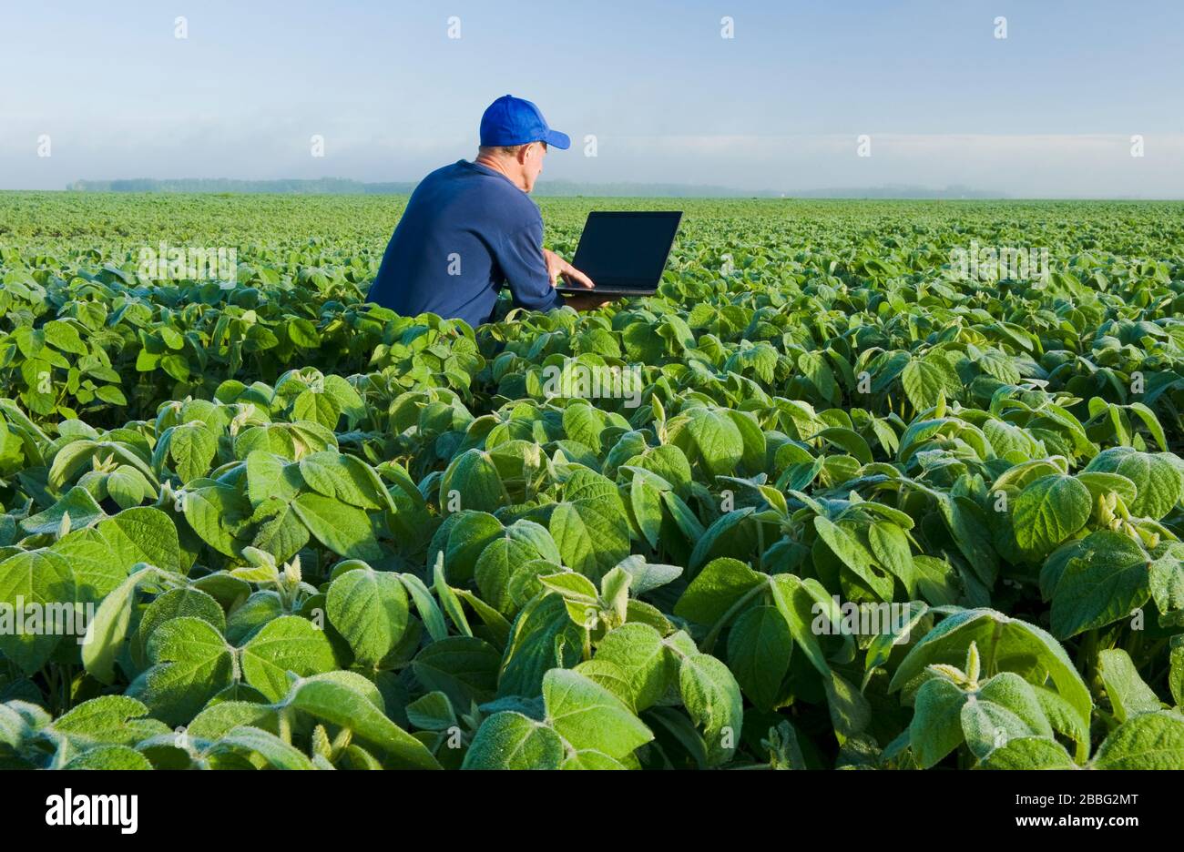 Un homme utilisant un ordinateur vérifie un champ de soja à croissance moyenne, Manitoba, Canada Banque D'Images
