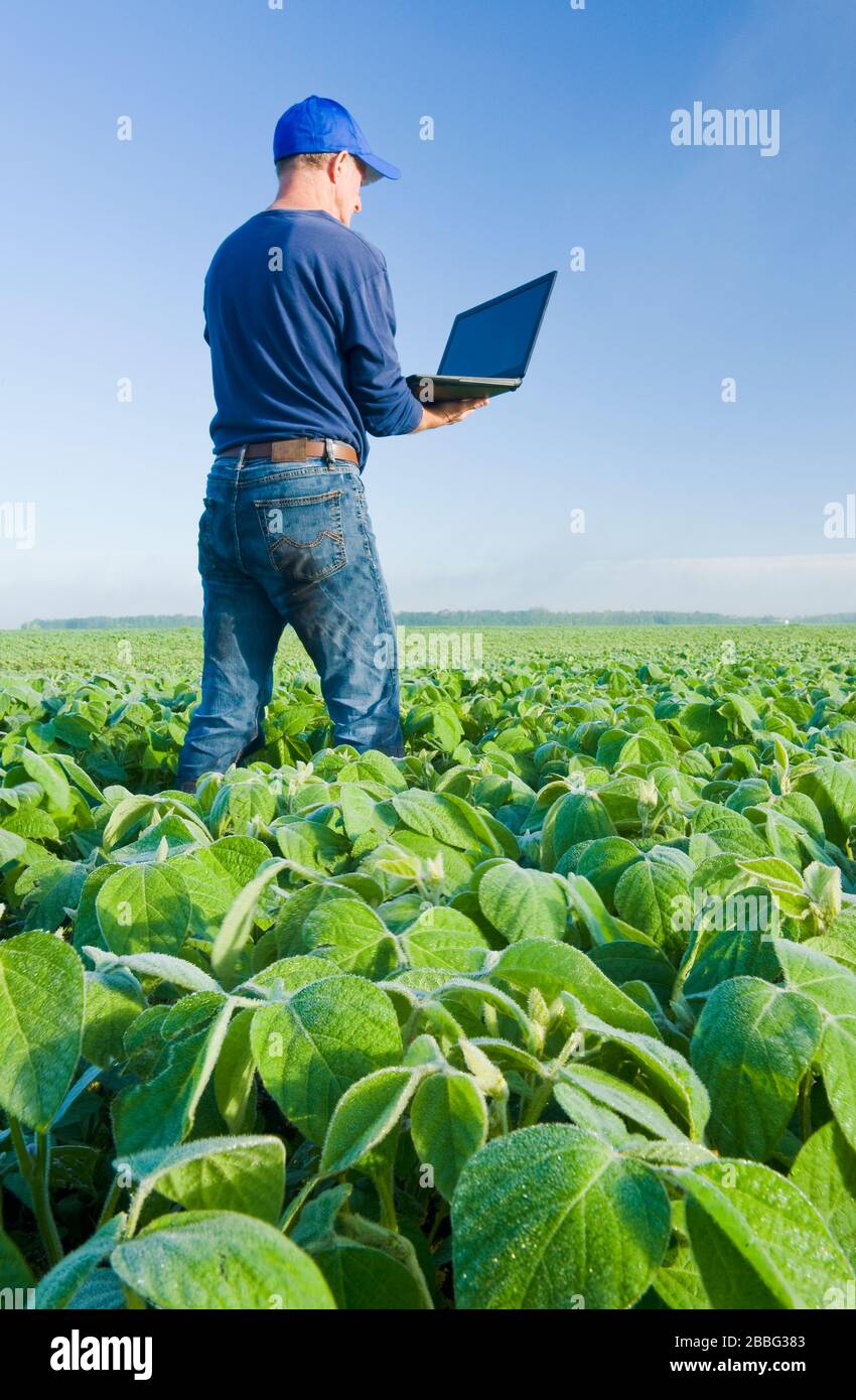 Un homme utilisant un ordinateur vérifie un champ de soja à croissance moyenne, Manitoba, Canada Banque D'Images