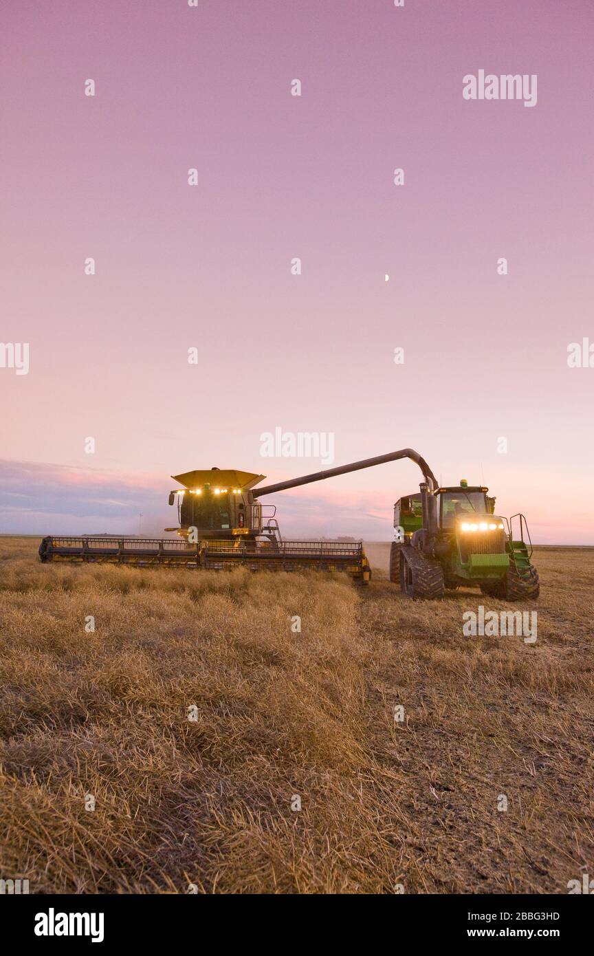 Une moissonneuse-batteuse coupe droit un champ de canola mûr debout tout en déchargeant dans un wagon-grain en déplacement pendant la récolte, près de Lortte, au Manitoba, au Canada Banque D'Images