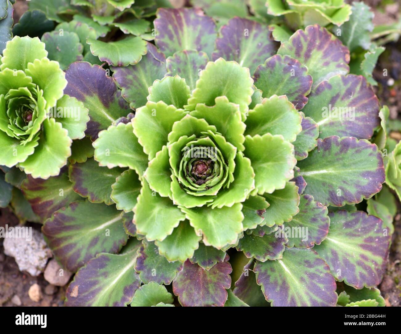 Une rosette à feuilles de la London Pride vue dans la fermeture. Banque D'Images