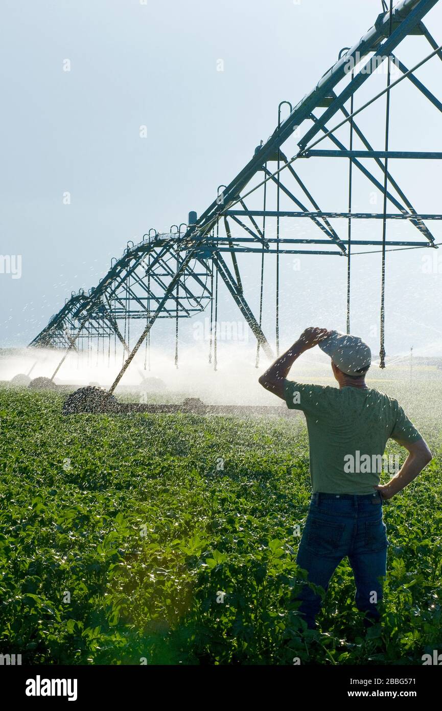 Un homme regarde comme un système d'irrigation à pivot central irrigue les pommes de terre à croissance moyenne, Tiger Hills, Manitoba, Canada Banque D'Images