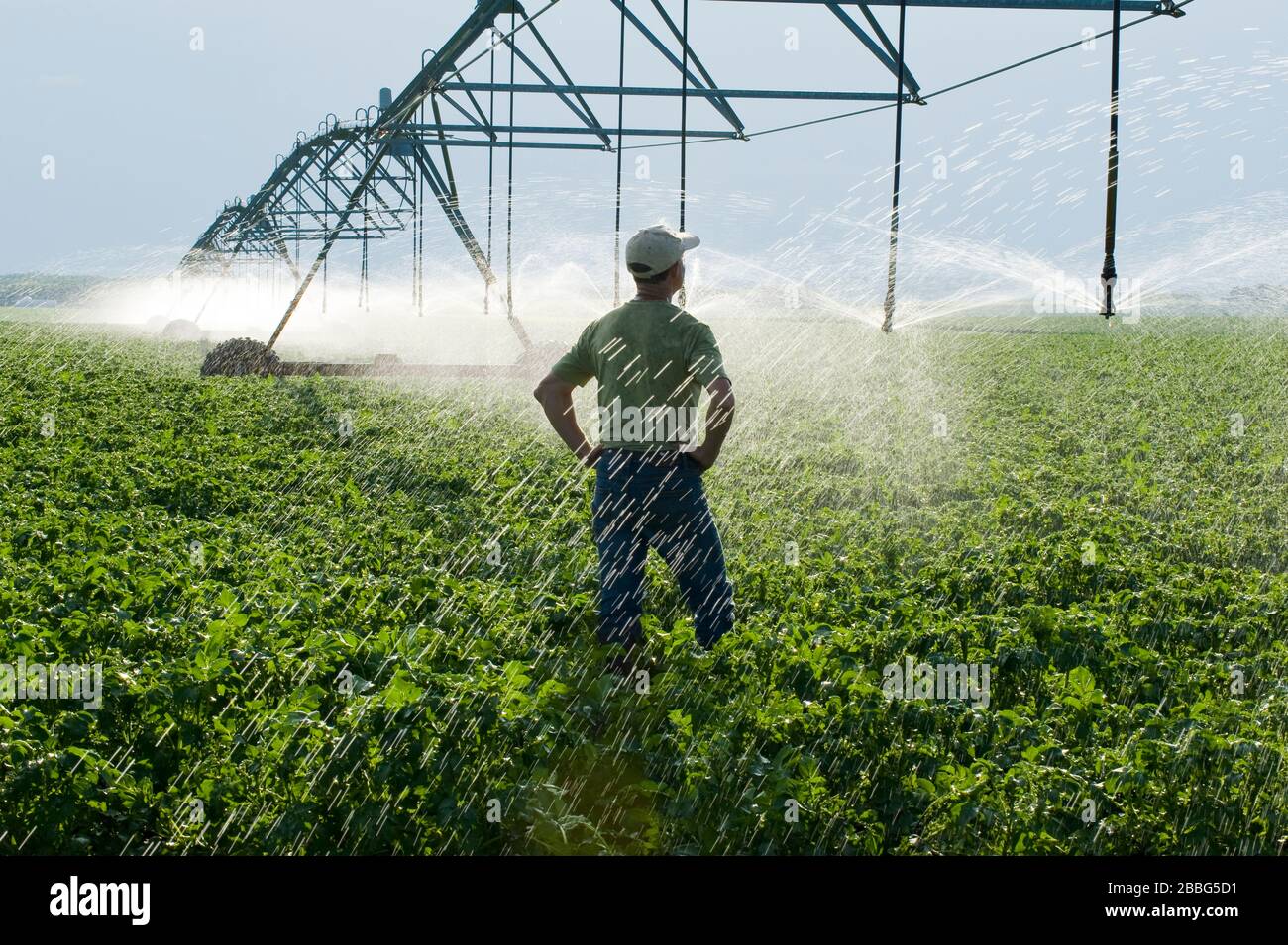 Un homme regarde comme un système d'irrigation à pivot central irrigue les pommes de terre à croissance moyenne, Tiger Hills, Manitoba, Canada Banque D'Images